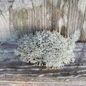 Reindeer Moss