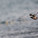 Garganey
