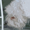 Bichon Frise on a Mission