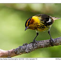 Cape May Warbler