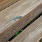 Aruban whiptail lizard