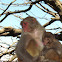 Rhesus macaque