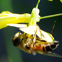 Hoverfly