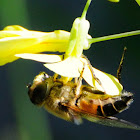 Hoverfly