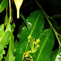 Wallace's Flying Frog