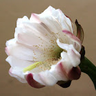Cactus Cereus