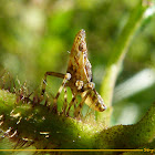 Fulgorid Planthopper nimph