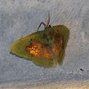 Moth