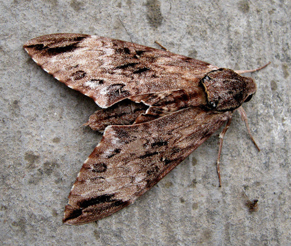 Spotting Image 1