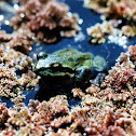 Pacific Tree Frog