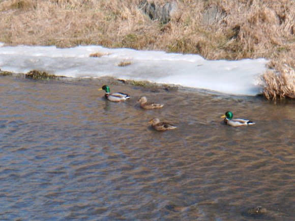 Spotting Image 1
