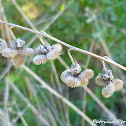 hound's-tongue dried seed pods