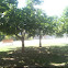 Fig tree
