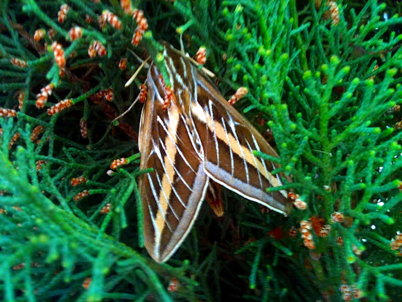 Spotting Image 1