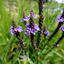 Blue Vervain