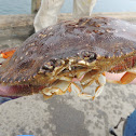 Dungeness Crab