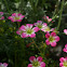 Saxifrage