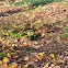 Black Squirrel