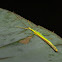 Walking Stick