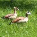 Egyptian Goose (Kolgaanse)