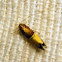 Gelechid Moth