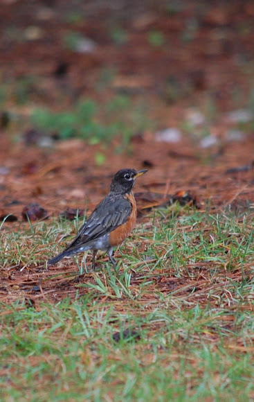 Spotting Image 1