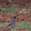 North American Robin