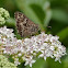 Striped Grayling