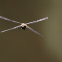 Four-spotted Chaser - Vážka čtyřskvrná