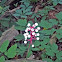 White Baneberry
