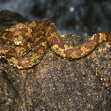 Malabar Pit Viper