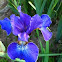 Blue Flag Iris