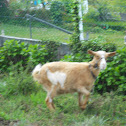 Cabra común(es)/Cabra común