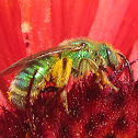 Metallic Green Bees