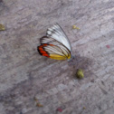 Painted Jezebel