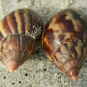 Giant African Land Snail
