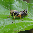 Grasshopper