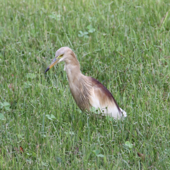 Spotting Image 1
