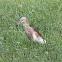 Paddybird