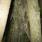 Caracol gigante africano