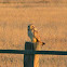 Short-eared Owl