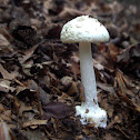 Amanita