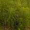 Horsetail