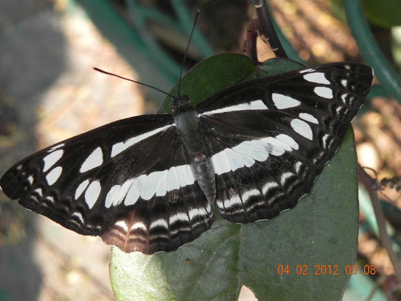 Spotting Image 1