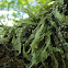 Cartilage lichen