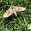 Tobacco Hornworm Moth (Manduca sexta).