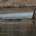 Canada Goose