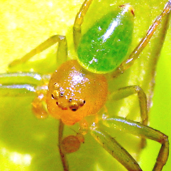 Green Crab Spider | Project Noah