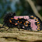 Spanish Moth
