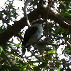 Kookaburra